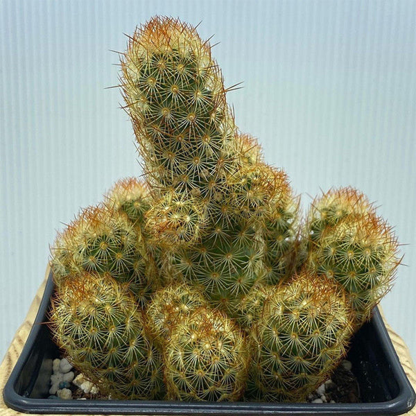 Mammillaria elongata, 5-8cm