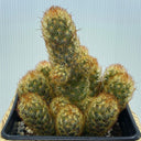 Mammillaria elongata, 5-8cm