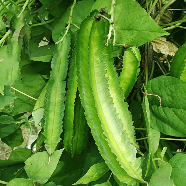 'Nongdianzan' Winged Bean, 10 Seeds