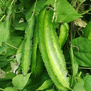 'Nongdianzan' Winged Bean, 10 Seeds