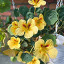Hezhichun Yellow Nasturtium Seeds, 10g