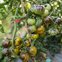 612 Blue Green Zebra Tomato, 5 Seeds