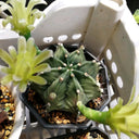 Gymnocalycium mihanovichii var. filadelfiense, 3-4cm