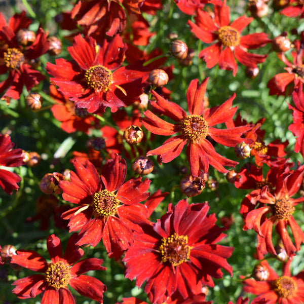 Red Plains Coreopsis Seeds, 1g