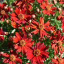 Red Plains Coreopsis Seeds, 1g