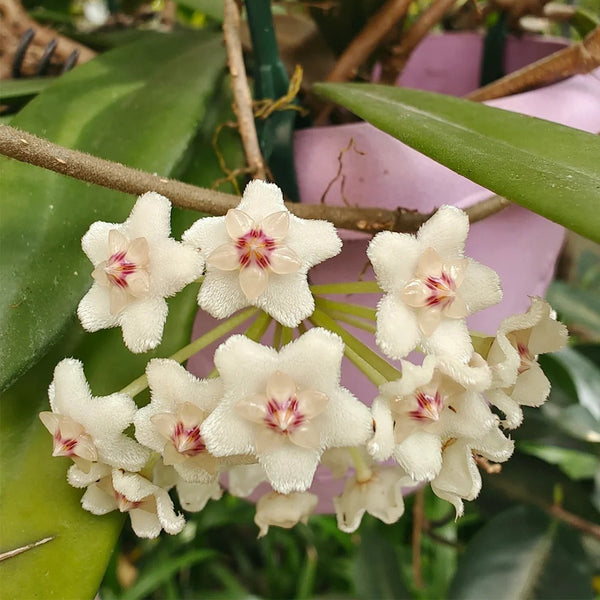 Hoya carnosa 'Jade', 5 Cuttings
