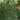 Color Fairy 14 Gift Watermelon, 200 Seeds
