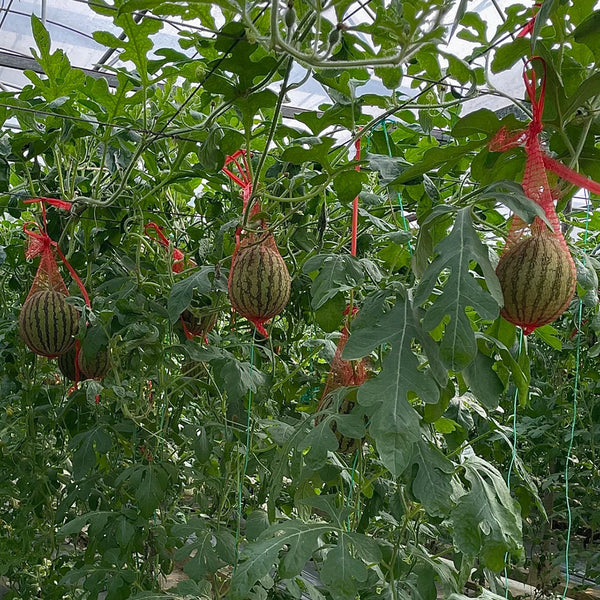 Color Fairy 14 Gift Watermelon, 200 Seeds