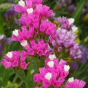 Wavyleaf Sea Lavender (Purple-red) Seeds, 200 Seeds