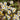 German Chamomile, 5000 Seeds
