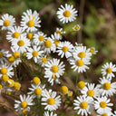 German Chamomile, 5000 Seeds