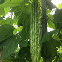 Silver Jubilee Pearl Bitter Gourd F1 Seeds, 20 Seeds