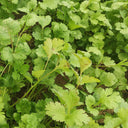 'Jiefeng' Large-Leaf Coriander Seeds, 20g