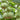Small Waist Gourd, 20 Seeds