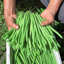 Supplier Snap Bean Seeds, 10g Per Bag