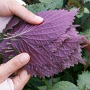 Bicolor Perilla Seeds, 2g