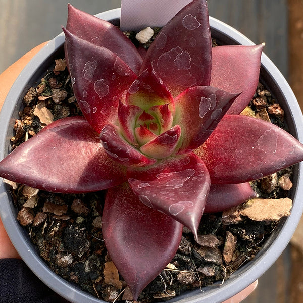 Echeveria cv. 'Robin', 2pcs x 1-head