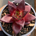 Echeveria cv. 'Robin', 2pcs x 1-head