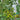 Dream Green Sweet No.2 Cherry Tomato, 5 Seeds