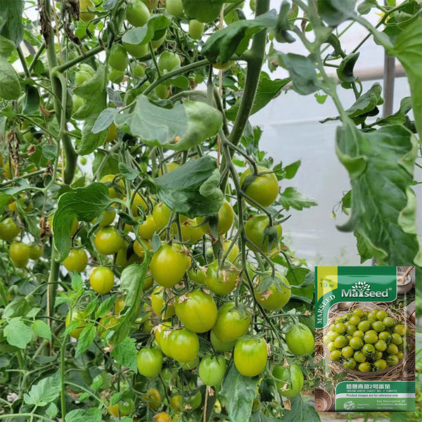 Dream Green Sweet No.2 Cherry Tomato, 5 Seeds