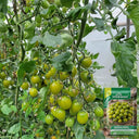 Dream Green Sweet No.2 Cherry Tomato, 5 Seeds