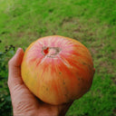 1108 Pineapple Stripe Tomato, 5 Seeds
