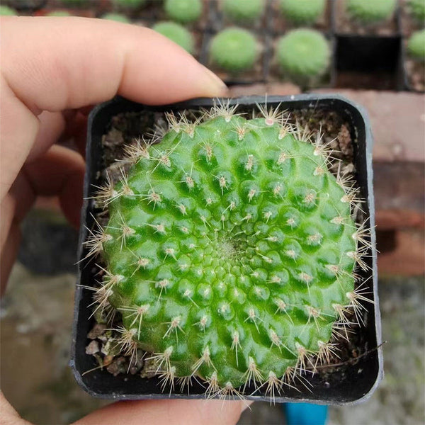 Rebutia minuscula, 3-4cm