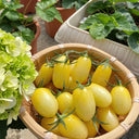 'White Princess F1' Tomato Seeds, 6 Seeds