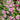 Double Pink Cosmos Seeds, 2g