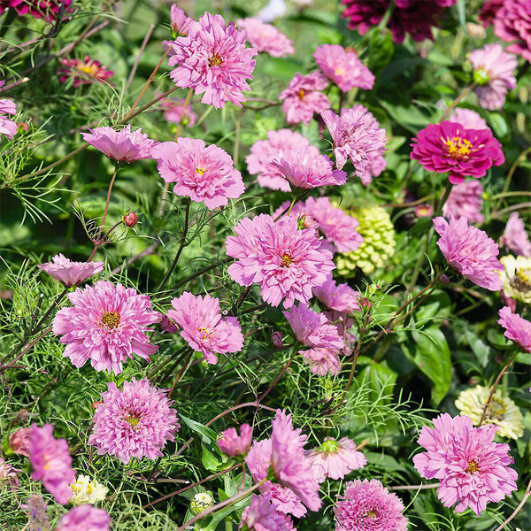 Double Pink Cosmos Seeds, 2g