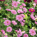 Double Pink Cosmos Seeds, 2g