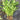 Meifeng No.3 Water Spinach Seeds, 20g