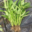 Meifeng No.3 Water Spinach Seeds, 20g