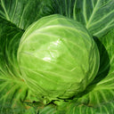 Green Treasure Cabbage Seeds, 5 × 200-seed Bags