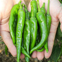 Zhangshugang Chili Pepper Seeds, 30 Seeds