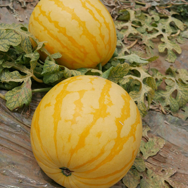 'Jinling 03 Golden' Round Watermelon Seeds, 200 Seeds