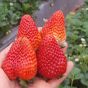 'Medelet' Red Strawberry Seeds