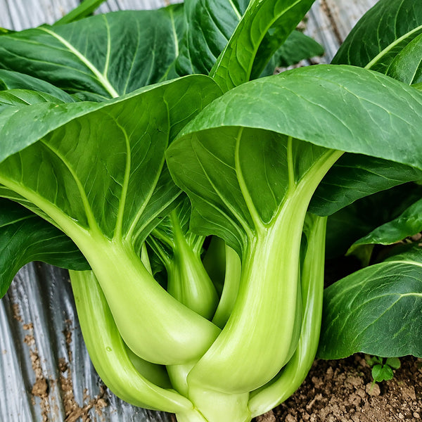 W1306 Jiemei Four-Season Dwarf Suzhou Qing Bok Choy Seeds, 20g
