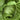 'Selected Dapingpu 818' Mustard Greens Seeds, 10g
