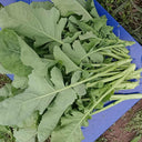 Lvyou No.10 Youcaitai Seeds, 10g