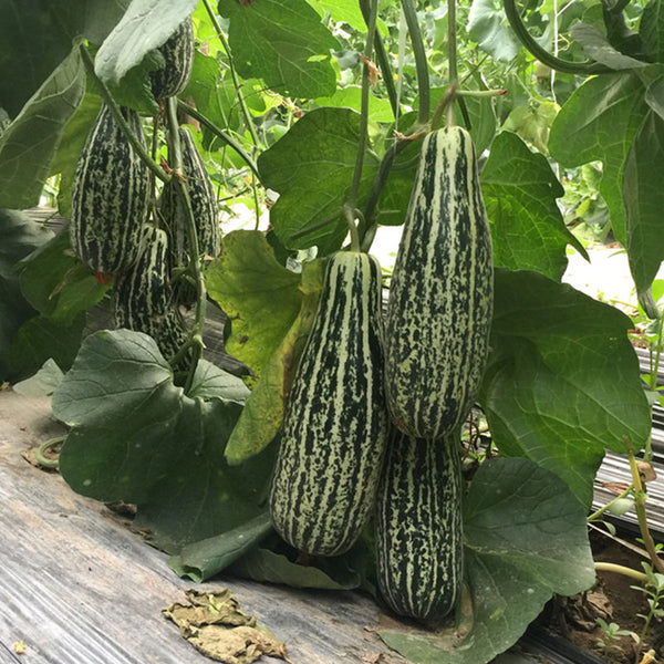 Golden Honey Crisp Melon, 20 Seeds