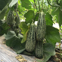 Golden Honey Crisp Melon, 20 Seeds