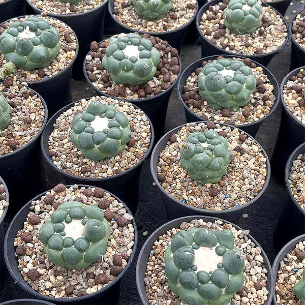 Coryphantha elephantidens cv. Inermis Live Cactus