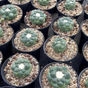 Coryphantha elephantidens cv. Inermis Live Cactus