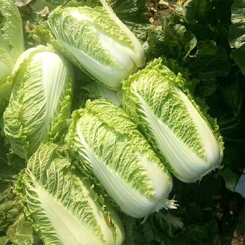 Beijing New No.3 Cabbage Seeds, 5 × 5g Bags