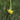 Giant Dandelion (Tragopogon orientalis), 10 Seeds