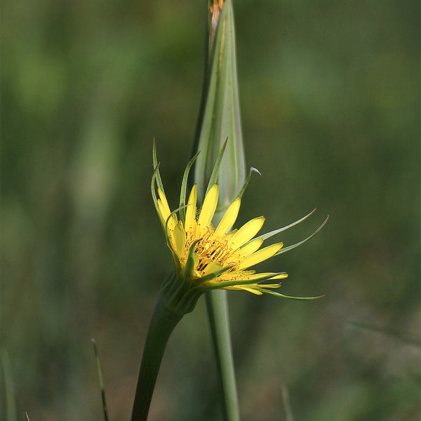 Giant Dandelion (Tragopogon orientalis), 10 Seeds