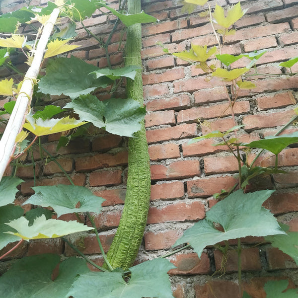 Giant No.1 Extra-long Luffa Seeds, 10 Seeds