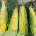 Zhongnongtian 488 Sweet Corn Seeds