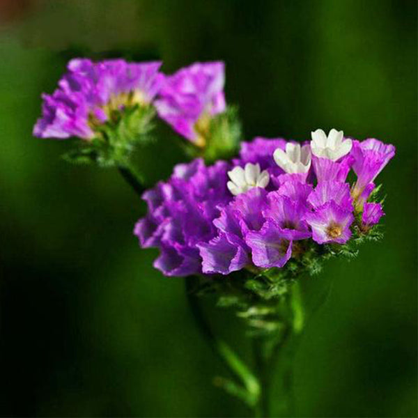 Wavyleaf Sea Lavender (Purple-red) Seeds, 200 Seeds